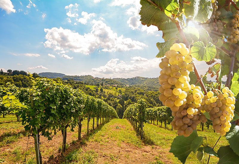 supplyone winery packaging solutions