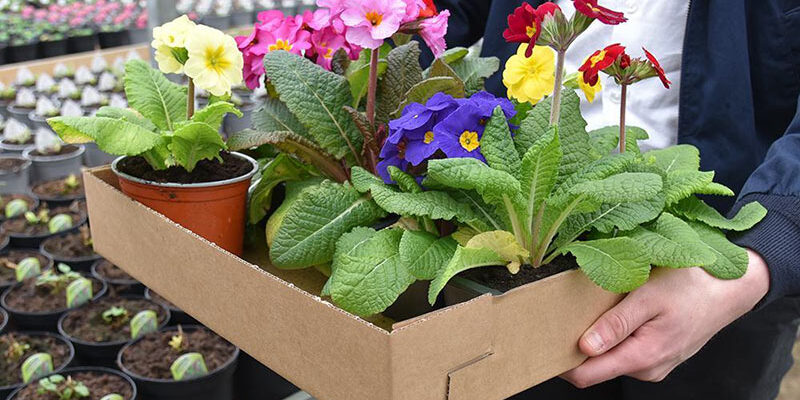 supplyone nursery and agriculture packaging corrugated boxes